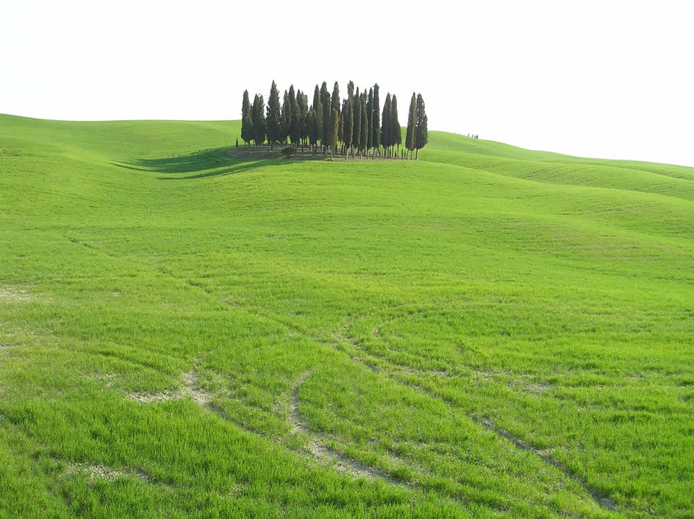 Marzo, campo cerca de San Quirico d'Orcia, Val d'Orcia, Siena. Autor y Copyright Marco Ramerini.