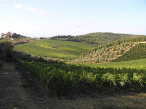 Viñedos a finales de verano, Radda in Chianti, Siena. Autor y Copyright Marco Ramerini