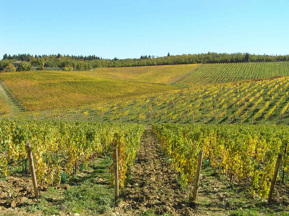 Il nostro itinerario nel Chianti Fiorentino. Strada tra San Donato e Castellina in Chianti in novembre, Barberino Val d'Elsa, Firenze. Autore e Copyright Marco Ramerini