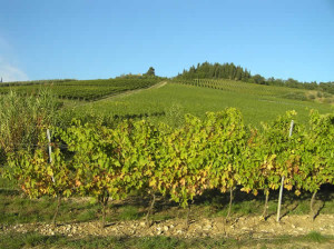 Vigneti, Montespertoli, Firenze. Author and Copyright Marco Ramerini..