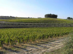 Vignobles à l'automne, Castelnuovo Berardenga, Sienne. Auteur et Copyright Marco Ramerini