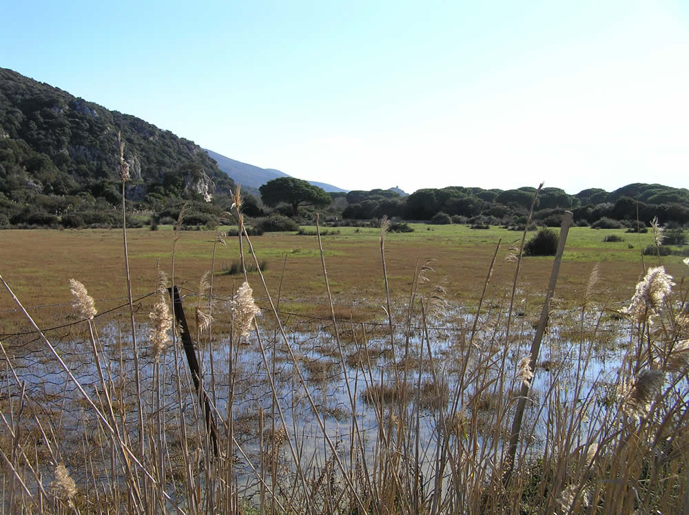 Marsh, Maremma Park, Grosseto. Author and Copyright Marco Ramerini