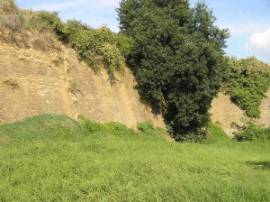 Le mura a sud sono in cattivo stato di conservazione e sono ricoperte di vegetazione. Fortezza di Poggio Imperiale, Poggibonsi, Siena. Author and Copyright Marco Ramerini
