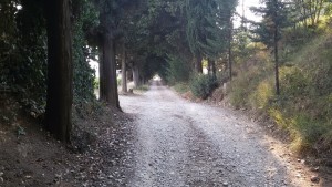Il sentiero verso Spoiano. Autore Marco Ramerini