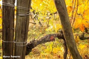 Meraviglie della natura, ragnatela e foglie di vite. Autore e Copyright Marco Ramerini