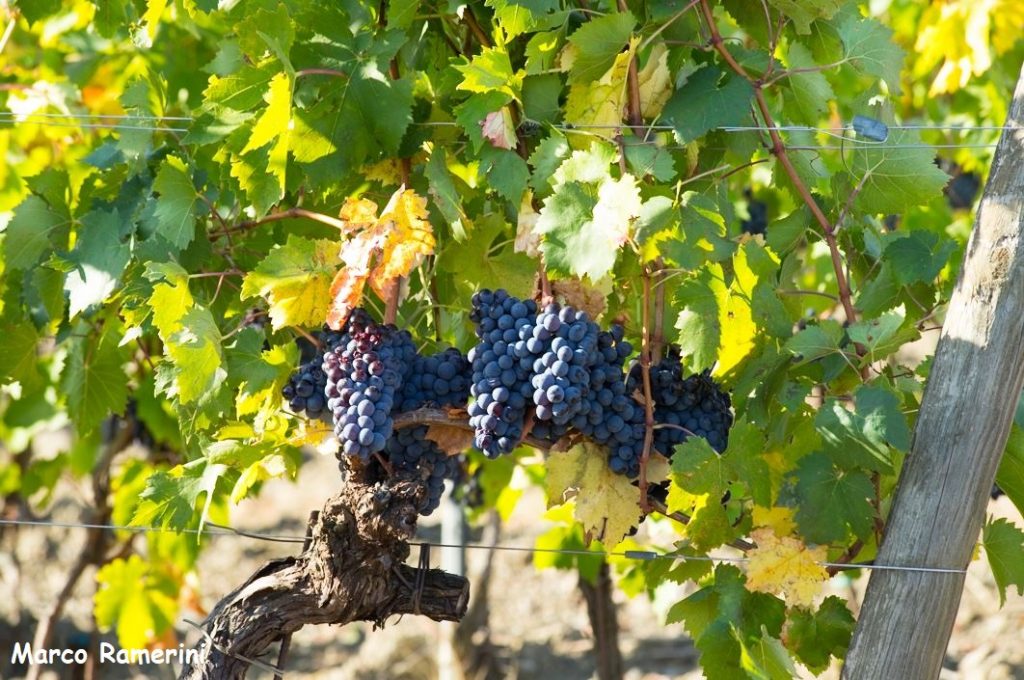 Uva matura per la vendemmia. Autore e Copyright Marco Ramerini